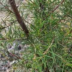 Hakea decurrens subsp. decurrens at Marulan, NSW - 9 Nov 2024