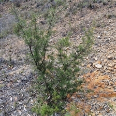 Hakea decurrens subsp. decurrens at Marulan, NSW - 9 Nov 2024