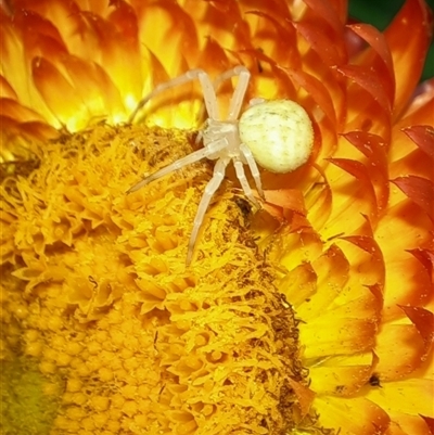 Thomisidae (family) (Unidentified Crab spider or Flower spider) at Goulburn, NSW - 8 Nov 2024 by glbn1