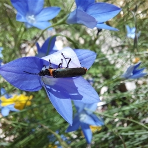 Chauliognathus lugubris at Goulburn, NSW - 8 Nov 2024