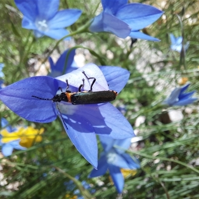 Chauliognathus lugubris (Plague Soldier Beetle) at Goulburn, NSW - 8 Nov 2024 by glbn1