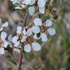 Gaudium multicaule (Teatree) at Marulan, NSW - 8 Nov 2024 by trevorpreston