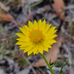 Xerochrysum viscosum at Marulan, NSW - 9 Nov 2024