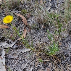 Xerochrysum viscosum at Marulan, NSW - 9 Nov 2024 10:33 AM