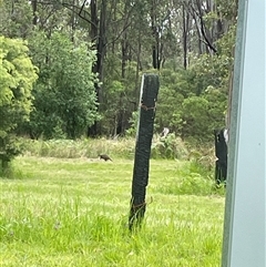 Macropodidae (family) (Unknown kangaroo or wallaby) at Blaxlands Creek, NSW - 9 Nov 2024 by VickiC