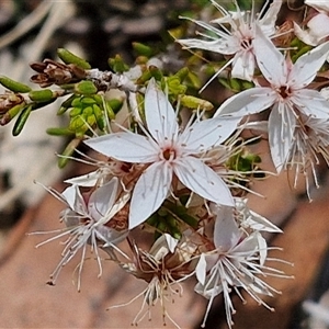 Calytrix tetragona at Marulan, NSW - 9 Nov 2024 10:33 AM