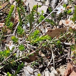 Calytrix tetragona at Marulan, NSW - 9 Nov 2024 10:33 AM