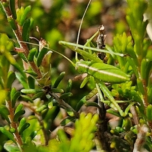 Tinzeda (genus) at Marulan, NSW - 9 Nov 2024 10:33 AM