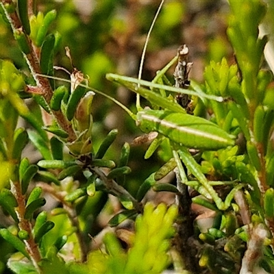 Tinzeda (genus) (A katydid) at Marulan, NSW - 9 Nov 2024 by trevorpreston