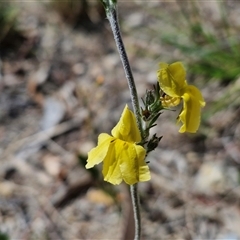 Goodenia bellidifolia subsp. bellidifolia (Daisy Goodenia) at Marulan, NSW - 8 Nov 2024 by trevorpreston