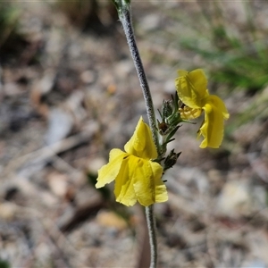 Goodenia bellidifolia subsp. bellidifolia at Marulan, NSW - 9 Nov 2024 10:32 AM