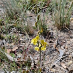 Goodenia bellidifolia subsp. bellidifolia at Marulan, NSW - 9 Nov 2024