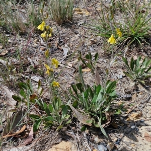 Goodenia bellidifolia subsp. bellidifolia at Marulan, NSW - 9 Nov 2024