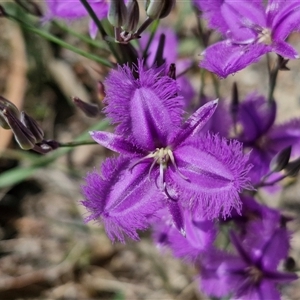 Thysanotus tuberosus subsp. tuberosus at Marulan, NSW - 9 Nov 2024 10:31 AM