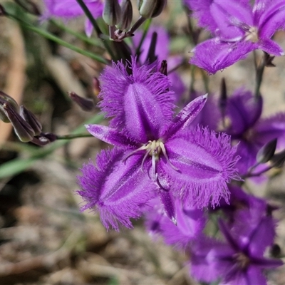 Thysanotus tuberosus subsp. tuberosus (Common Fringe-lily) at Marulan, NSW - 8 Nov 2024 by trevorpreston