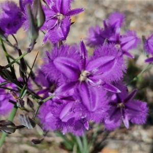 Thysanotus tuberosus subsp. tuberosus at Marulan, NSW - 9 Nov 2024 10:31 AM