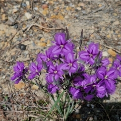 Thysanotus tuberosus subsp. tuberosus at Marulan, NSW - 9 Nov 2024 10:31 AM