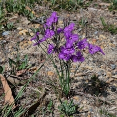 Thysanotus tuberosus subsp. tuberosus at Marulan, NSW - 9 Nov 2024 10:31 AM