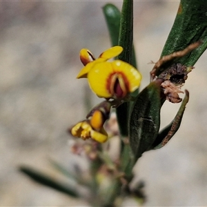 Daviesia mimosoides at Marulan, NSW - 9 Nov 2024