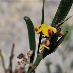 Daviesia mimosoides at Marulan, NSW - 9 Nov 2024