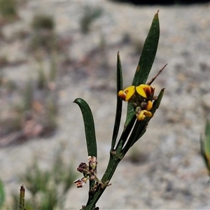 Daviesia mimosoides at Marulan, NSW - 9 Nov 2024 10:29 AM