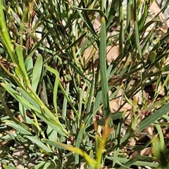 Daviesia mimosoides at Marulan, NSW - 9 Nov 2024