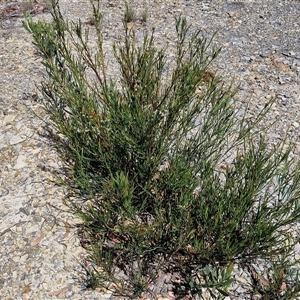 Daviesia mimosoides at Marulan, NSW - 9 Nov 2024 10:29 AM