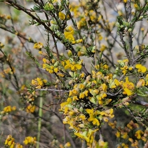 Dillwynia sericea at Marulan, NSW - 9 Nov 2024