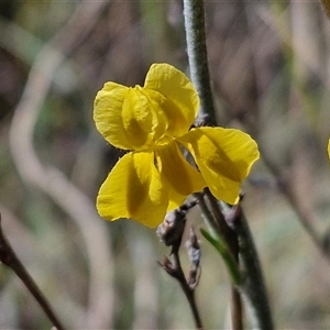 Goodenia bellidifolia subsp. bellidifolia at Marulan, NSW - 9 Nov 2024