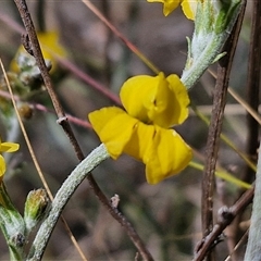 Goodenia bellidifolia subsp. bellidifolia at Marulan, NSW - 9 Nov 2024