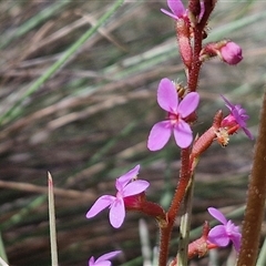 Stylidium graminifolium (grass triggerplant) at Marulan, NSW - 8 Nov 2024 by trevorpreston