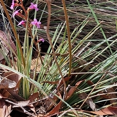 Stylidium graminifolium at Marulan, NSW - 9 Nov 2024