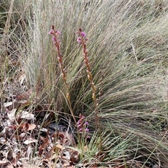 Stylidium graminifolium at Marulan, NSW - 9 Nov 2024 10:26 AM