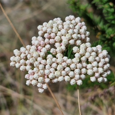 Ozothamnus diosmifolius (Rice Flower, White Dogwood, Sago Bush) at Marulan, NSW - 8 Nov 2024 by trevorpreston