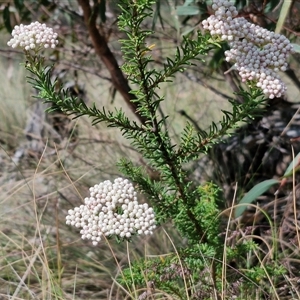 Ozothamnus diosmifolius at Marulan, NSW - 9 Nov 2024