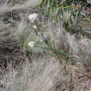 Ozothamnus diosmifolius at Marulan, NSW - 9 Nov 2024