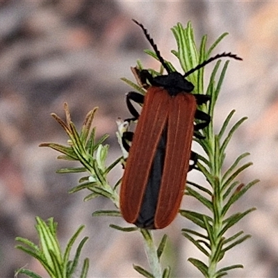 Porrostoma sp. (genus) (Lycid, Net-winged beetle) at Marulan, NSW - 8 Nov 2024 by trevorpreston