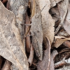 Unidentified Grasshopper (several families) at Marulan, NSW - 8 Nov 2024 by trevorpreston