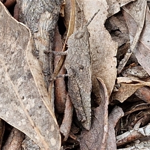 Acrididae sp. (family) at Marulan, NSW - 9 Nov 2024