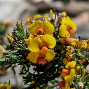 Dillwynia sericea at Marulan, NSW - 9 Nov 2024 09:57 AM