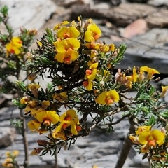 Dillwynia sericea at Marulan, NSW - 9 Nov 2024