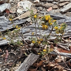 Dillwynia sericea at Marulan, NSW - 9 Nov 2024 09:57 AM