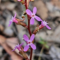 Stylidium graminifolium (grass triggerplant) at Marulan, NSW - 8 Nov 2024 by trevorpreston