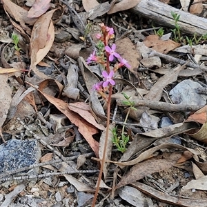 Stylidium graminifolium at Marulan, NSW - 9 Nov 2024