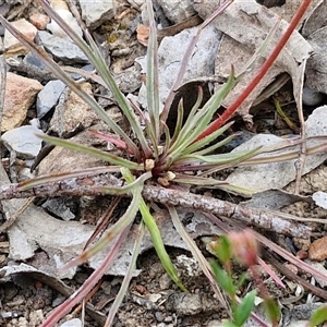 Stylidium graminifolium at Marulan, NSW - 9 Nov 2024