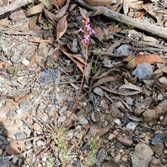 Stylidium graminifolium at Marulan, NSW - 9 Nov 2024