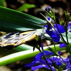 Belenois java (Caper White) at Goulburn, NSW - 9 Nov 2024 by Milly