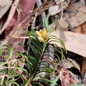 Lomandra obliqua at Marulan, NSW - 9 Nov 2024