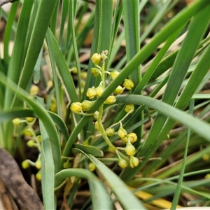 Lomandra filiformis subsp. coriacea at Marulan, NSW - 9 Nov 2024