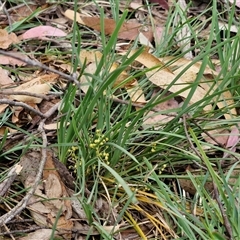 Lomandra filiformis subsp. coriacea at Marulan, NSW - 9 Nov 2024 09:51 AM